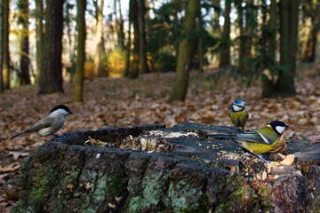 Titmouse in the park