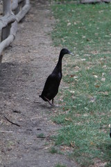 black duck stands on two legs