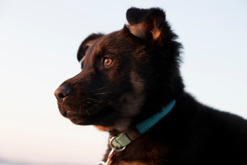 Obraz premium Portrait of German shepherd puppy at the beach. Soft focus