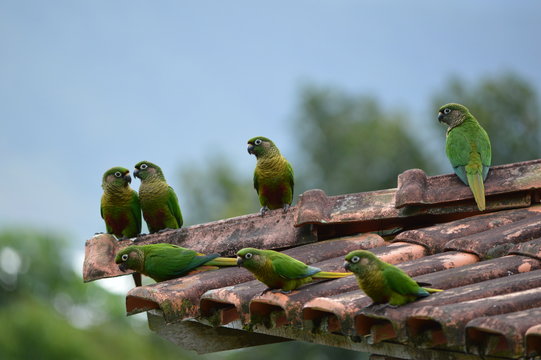 P&aacute;ssaros e paisagens 