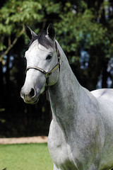 Obraz premium portrait of a horse