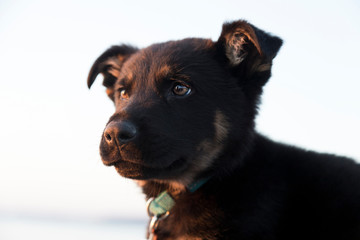 Portrait of German shepherd puppy at the beach. Soft focus