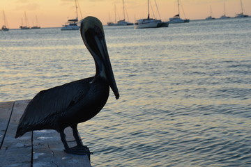 P&eacute;lican &Icirc;le Caye Caulker Belize