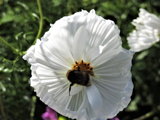 bee on a flower