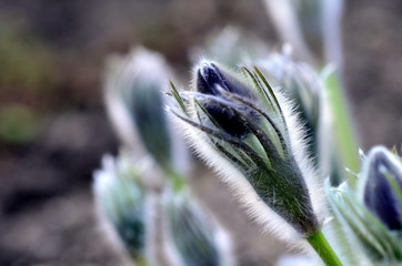 Knospen von Küchenschellen