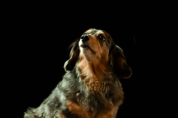 ダックスフント