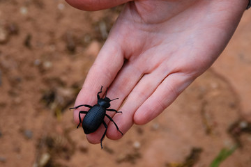 Darkling beetle Tenebrionidae sitting on the hand