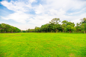 Green field city public park with row of tree and blue sky