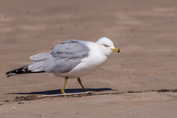 Seagull walking on the beach