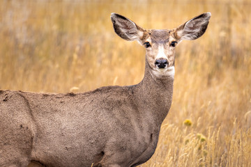 White tail deer closeup