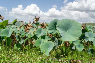 Waterlily Below Cloudy Blue Sky