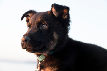 Portrait of German shepherd puppy at the beach. Soft focus