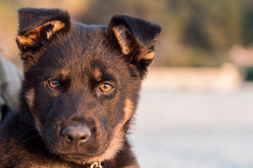 Portrait of German shepherd puppy at the beach. Soft focus