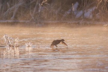 eurasian coot in sunrise