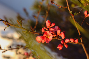 A beautiful spring red and pink blooming flowers on the tree, delicate, young and colorful flowers bloom on the branches of trees on a sunny day