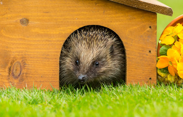Hedgehog (Scientific name: Erinaceus Europaeus) wild, free roaming hedgehog, taken from a wildlife garden hide to monitor health and population of this favourite but declining mammal, space for copy  © Moorland Roamer