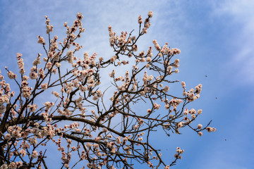 A beautiful spring white and pink blooming flowers on the tree, delicate, young and colorful flowers bloom on the branches of trees on a sunny day