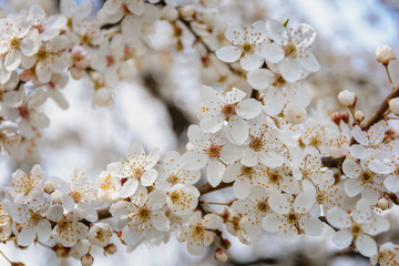 A beautiful spring white and pink blooming flowers on the tree, delicate, young and colorful flowers bloom on the branches of trees on a sunny day