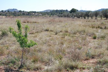 Fototapeta premium Young Almond Tree, Valencia, Spain