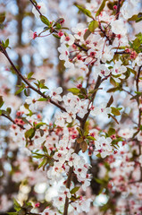 Blooming plum blossoms and branches close up at sunset