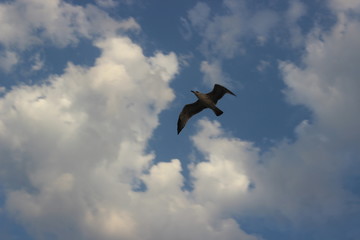 Fototapeta na wymiar a lonely free bird soars in the sky