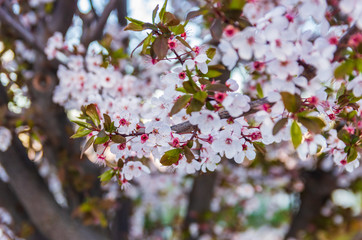Blooming plum blossoms and branches close up at sunset