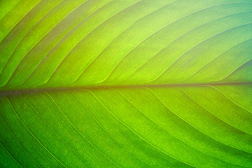 Closeup nature view of green leaf on blurred greenery background.