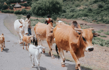 cow portrait in Ethiopian