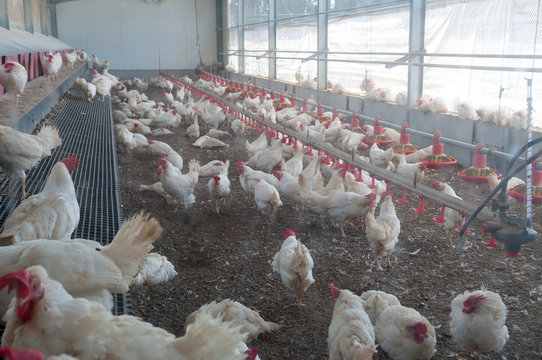 A free-range chicken coop on an organic farm