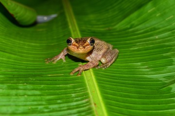Obraz premium Trachycephalus jordani