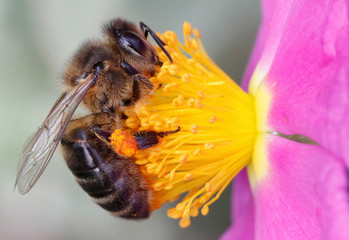 A Honey bee collects pollen from a flower in a forest in the Spanish Mediterranean island of Mallorca