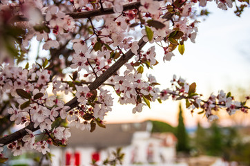 Blooming flowers and plum branches close up at sunset