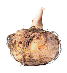 Corm of Typhonium venosum (syn. Sauromatum venosum) or Voodoo Lily isolated on white background