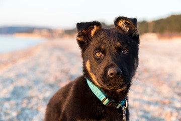 Portrait of German shepherd puppy at the beach. Soft focus