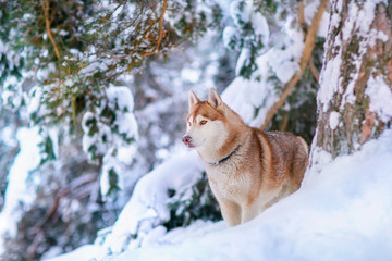 A beautiful red Siberian Husky stands in the winter forest