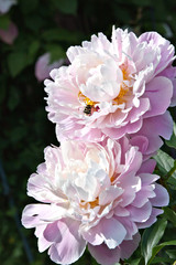 Shrub pink peonies in the garden