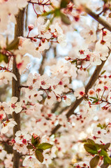 Blooming flowers and plum branches close up at sunset