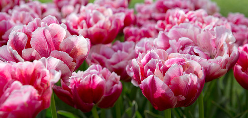 Close-up of white pink tulips. Easter background.