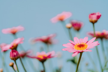 Argyranthemum, blue background.