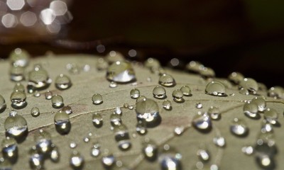 Drops on leaf