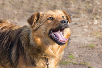 A young brown dog with open mouth  in sunny weather. Portrait close-up_