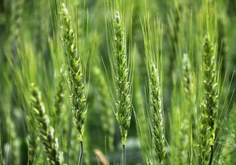 In the field ripens winter wheat