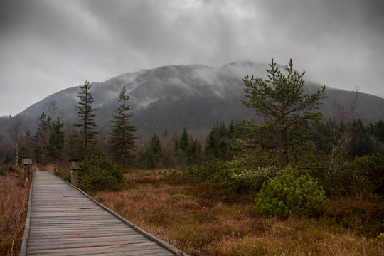 wooden path throug misty moorland, travel bavaria