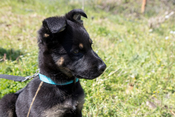 German shepherd on the grass in the park