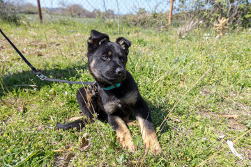 German shepherd puppy scratching on the grass in the park