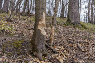 Forest tree nibbled by beavers close-up.