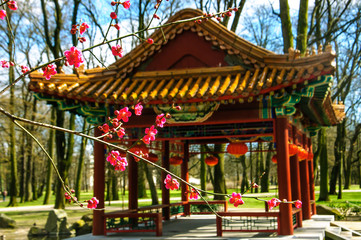  Spring in China. Sakura blooms near the Chinese arbor.