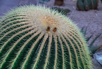 cactus with funny eyes, happy plant portrait
