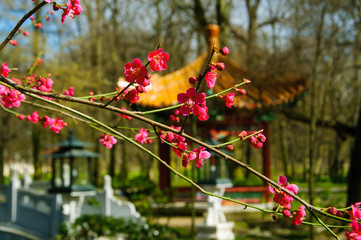  Spring in China. Sakura blooms near the Chinese arbor.