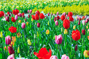 Colorful tulips, Easter background.
